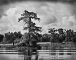 swamp1bw