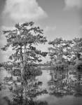 swamp3bw